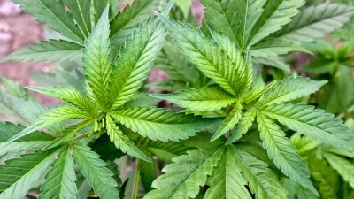Cannabisgesetz: Lehrerverband warnt vor Drogenkonsum an Schulen