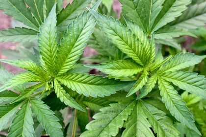 Cannabisgesetz: Lehrerverband warnt vor Drogenkonsum an Schulen