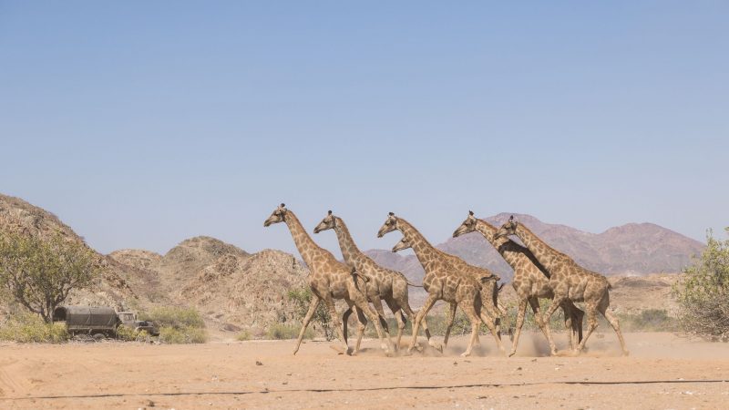 Giraffen zurück im größten Nationalpark Angolas