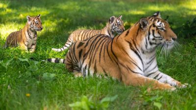Niedersachen: Erstmals Nachwuchs bei Sibirischen Tigern im Serengeti-Park
