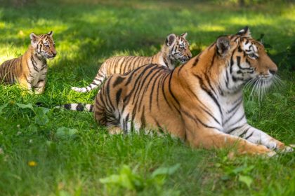 Niedersachen: Erstmals Nachwuchs bei Sibirischen Tigern im Serengeti-Park