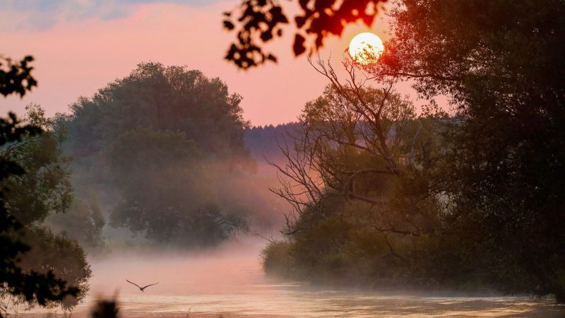 Und immer wieder geht die Sonne auf: Ein Graureiher schwebt im Morgennebel über die Donau.
