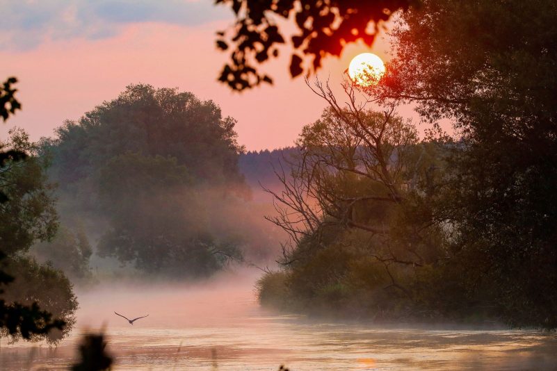 Und immer wieder geht die Sonne auf: Ein Graureiher schwebt im Morgennebel über die Donau.