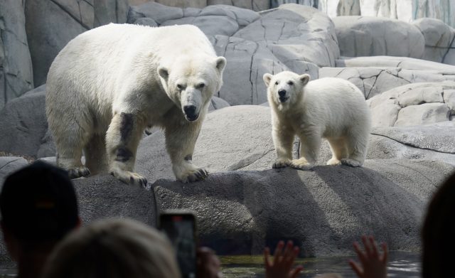 Die kleine Eisbärin steht neben Eisbärenmutter Victoria im Tierpark Hagenbeck.