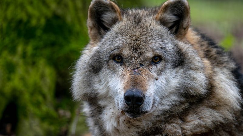 In der Nähe von Hannover ist ein Wolf getötet und zerstückelt worden. (Symbolbild)