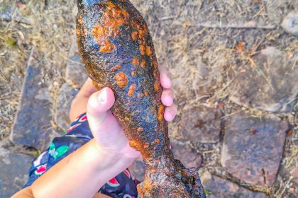 Baden-Württemberg: Kinder finden Granate und Bombe in Fluss