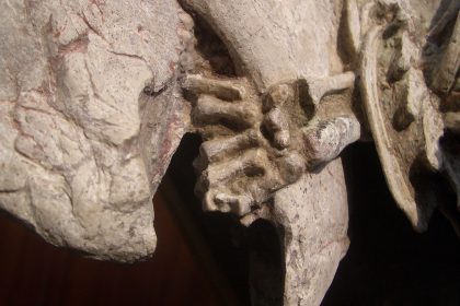 Eins zu einer Million: Fossil zeigt erstmals Kampfszene zwischen Säugetier und Dinosaurier