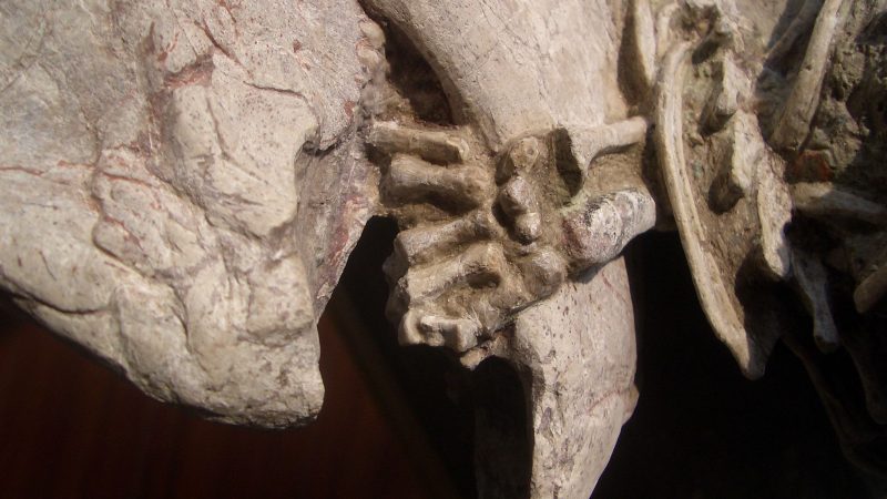 Fossil mit einer linken Hand von einem Repenomamus (Säugetier), die um den Unterkiefer von einem Psittacosaurus (Dinosaurier) gewickelt ist.