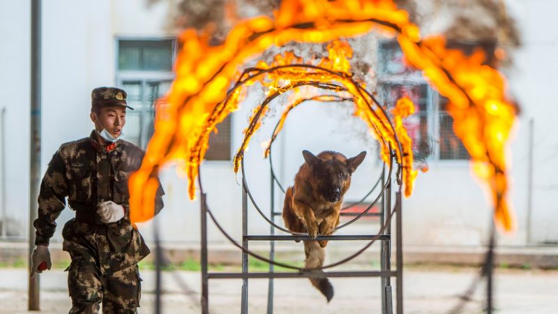 Ein chinesischer Soldat läuft neben einem Armeehund, der zur Ausbildung durch brennende Ringe springt.