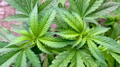 Holetschek warnt: Cannabis-Gesetz gefährdet junge Erwachsene