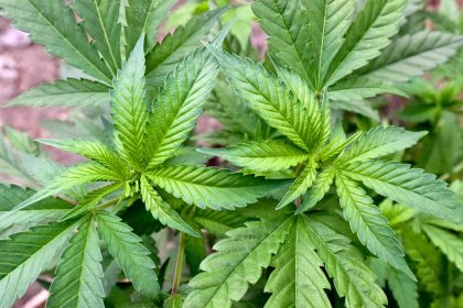 Holetschek warnt: Cannabis-Gesetz gefährdet junge Erwachsene