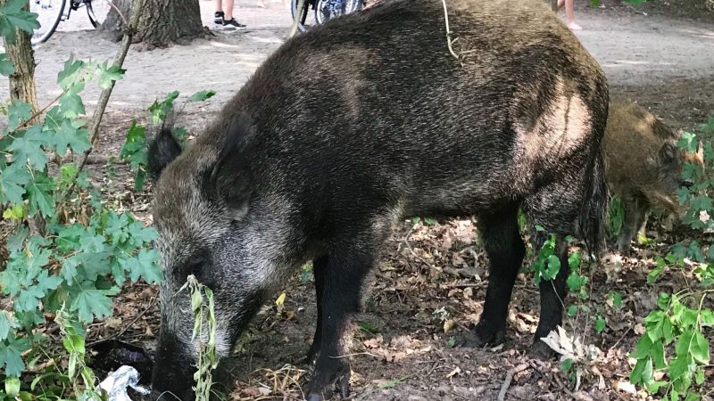 Wildschweingate: Remmo-Sohn postet auf Instagram über „Löwin Nala“ – und heizt Debatten an