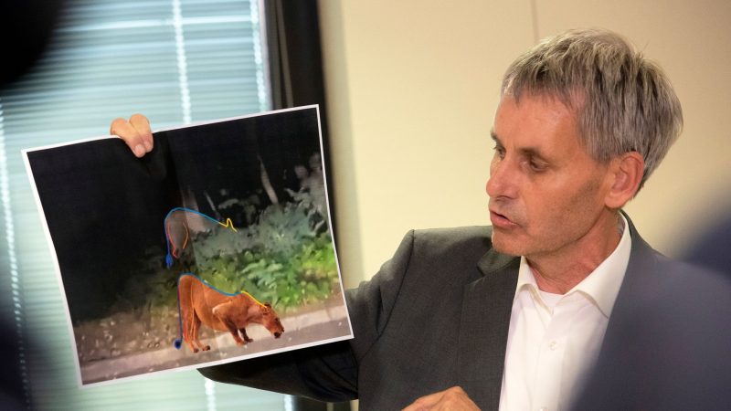 Kleinmachnow-Bürgermeister Michael Grubert erklärt anhand von Fotos, weshalb es sich bei dem gesuchten Raubtier um keine Löwin handelt.