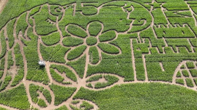 Das Maislabyrinth in Erfurt ist das perfekte Ausflugsziel. Seit inzwischen 15 Jahren, gibt es jedes Jahr ein neues Bild zum Verlaufen in dem über drei Hektar großen Maisfeld.