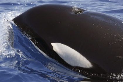 Erneut Orca-Attacke auf Segelboot im Mittelmeer