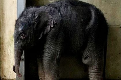 Leipzig: Viertes Elefantenbaby im Zoo geboren