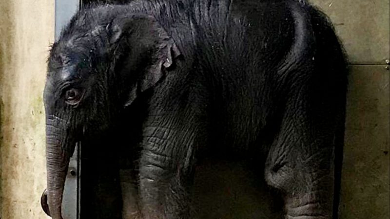 Leipzig: Viertes Elefantenbaby im Zoo geboren