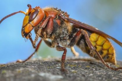 Hornissen ziehen in die Städte: Warum die großen Brummer häufiger zu sehen sind