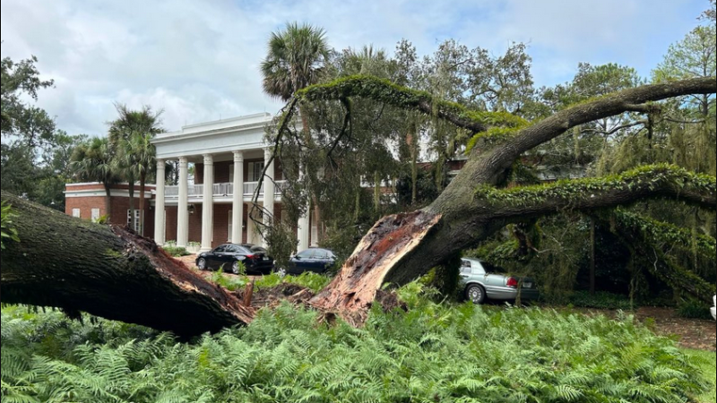 Hurrikan Idalia in Florida: Eiche fällt auf Gouverneurshaus