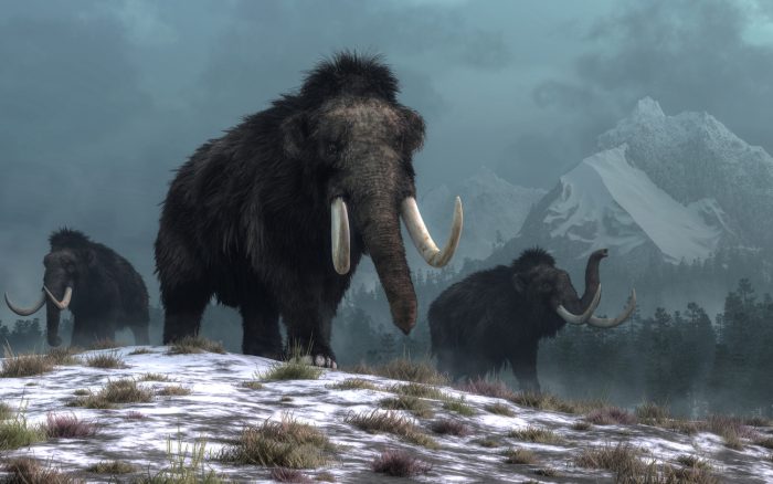 Wollhaarmammuts statt Menschen: Klimawandel veränderte die Lebensbedingungen in Europa vor 1,1 Millionen Jahren nachhaltig.