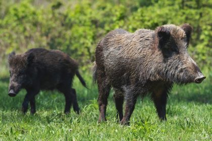 Wildschweine jagen Jugendliche auf Baum