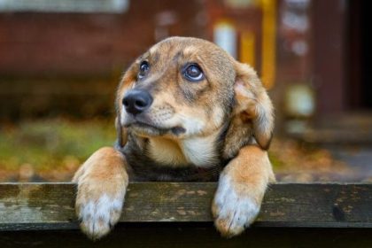 Deutschlands Tierheime am Limit: Wohin mit Hund und Katze?