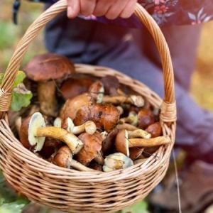 Achtung, Wildschwein! So schützen Sie sich beim Pilzesammeln im Wald