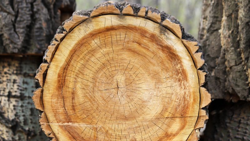 Baumringe aus Skandinavien – Neue Messmethoden passen besser zu Klimawandel