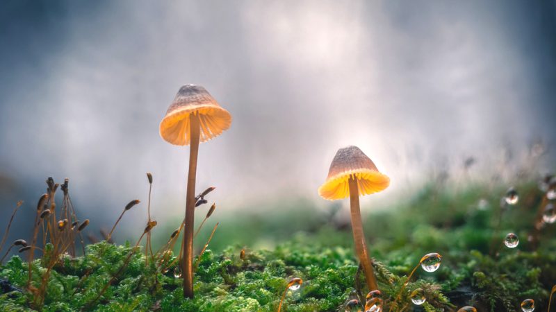 „Plastikfressende“ Pilze: Neue Möglichkeiten gegen weltweiten Müll?
