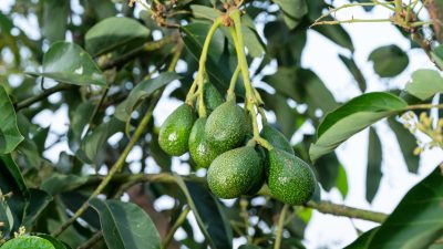 Avocadoblätter: Regenerierende Wirkung auf wichtige Organe