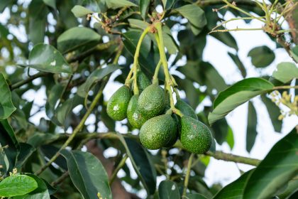Avocadoblätter: Regenerierende Wirkung auf wichtige Organe
