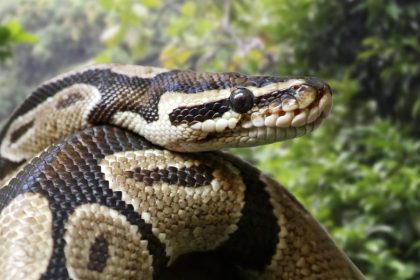 Neun Königspythons im Emsland entdeckt