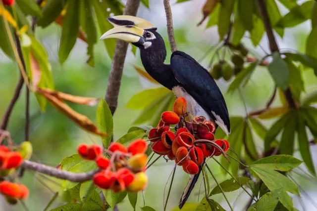 Nashornvogel im Regenwald