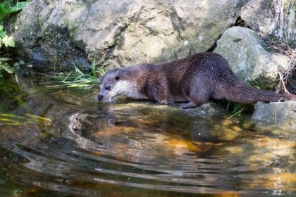 Zehntausende Stimmen gegen Fischotter-Abschuss: Bayern im Naturschutz-Dilemma