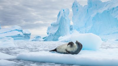 Eis der Antarktis stabil – Wachstum trotz Eisschmelze