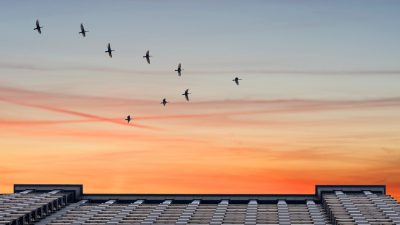 Studie belegt: Aufgeheizte Städte vertreiben Vögel