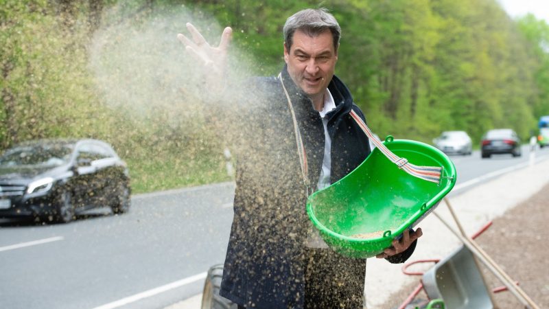 Bayerns Ministerpräsident Markus Söder (CSU) bringt Saatgut für einen «Bienen-Highway» in Schwaig Bei Nürnberg aus.
