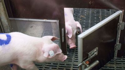 Bei einem Experiment des Forschungsinstituts für Nutztierbiologie (FBN) befreien Schweine ihre Artgenossen durch das Öffnen von Türen aus Boxen.