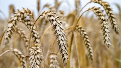 Oetjen will auch EU-Subventionen für Landwirte streichen