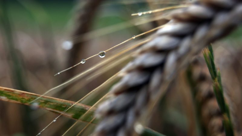 Regentropfen hängen am frühen Morgen an einer Getreideähre. Auch am Wochenende wird es regnerisch.