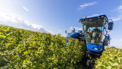 Weinlese mit Trauben für Federweißer hat begonnen