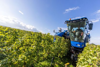 Weinlese mit Trauben für Federweißer hat begonnen