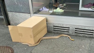 Luzern: Ausgebüxte Riesenschlange auf Bürgersteig gefunden