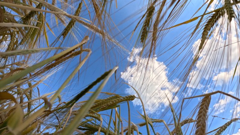 Reifes Getreide steht auf einem Feld vor leicht bewölktem Himmel.