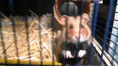 Diebe stehlen toten Hamster vom Balkon