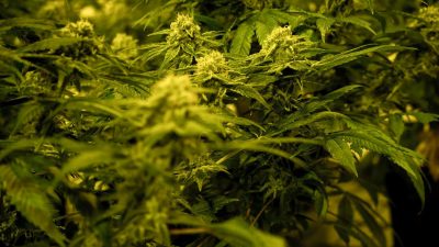 Cannabisplantage mit rund 1.800 Pflanzen entdeckt: Drei Festnahmen