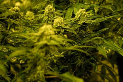 Cannabisplantage mit rund 1.800 Pflanzen entdeckt: Drei Festnahmen