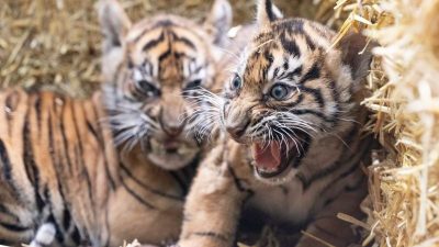 Premiere im Frankfurter Zoo: Tigerbabys Raja und Rimba zeigen sich erstmals öffentlich