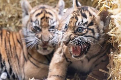 Premiere im Frankfurter Zoo: Tigerbabys Raja und Rimba zeigen sich erstmals öffentlich