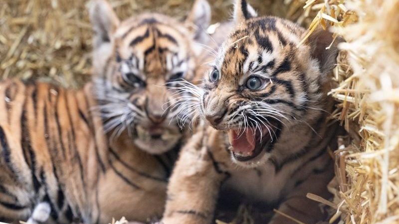 Die kleinen Sumatra-Tiger erkunden ihre Umgebung.